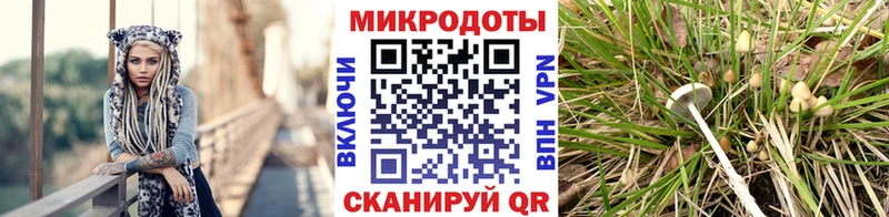 Псилоцибиновые грибы Psilocybe  Камбарка 